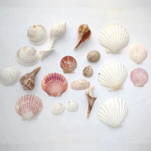 Seashell Lot Clearwater Beach, Florida